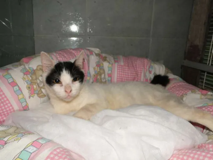 Gato ra a SRD idade 2 anos nome Lawrence