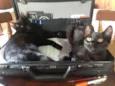 Tico