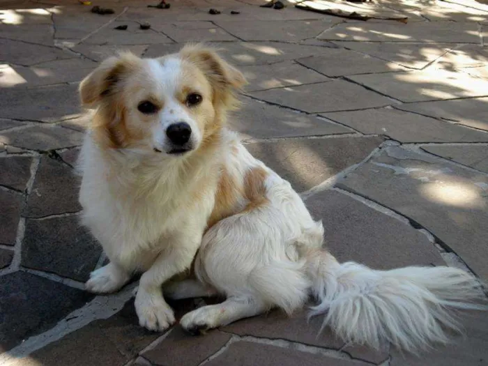 Cachorro ra a SRD idade 6 ou mais anos nome Bruno GRATIFICA