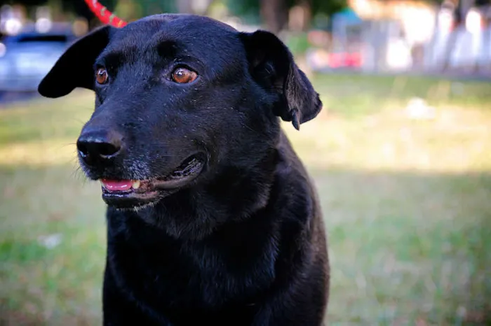 Cachorro ra a Mestiço Labrador idade 2 anos nome BRAD