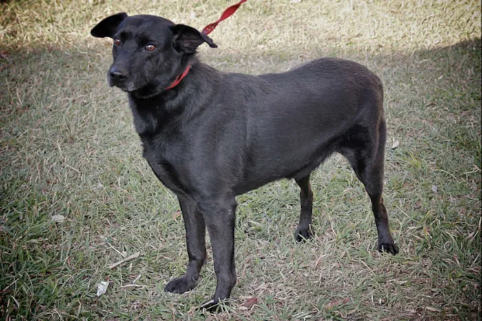 Cachorro ra a Mestiço Labrador idade 2 anos nome BRAD