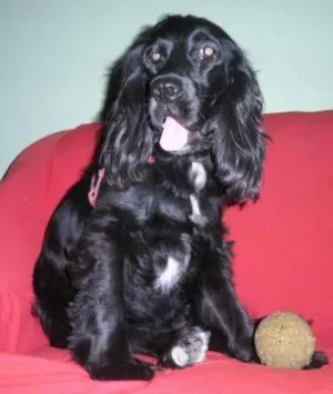 Cachorro raça Cocker idade 2 anos nome MEL