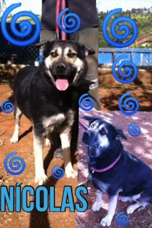 Cachorro raça SRD idade 2 anos nome NÍCOLAS