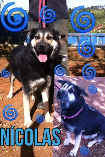 Cachorro ra a SRD idade 2 anos nome NÍCOLAS