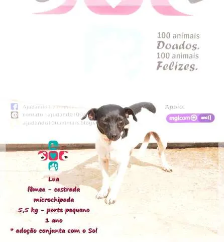 Cachorro ra a Vira lata idade 1 ano nome Lua