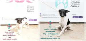 Cachorro raça Vira lata idade 1 ano nome Lua