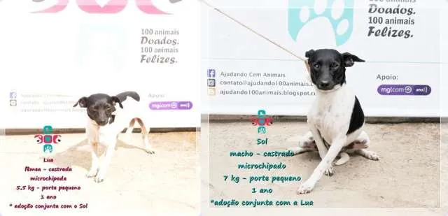 Cachorro ra a Vira lata idade 1 ano nome Lua