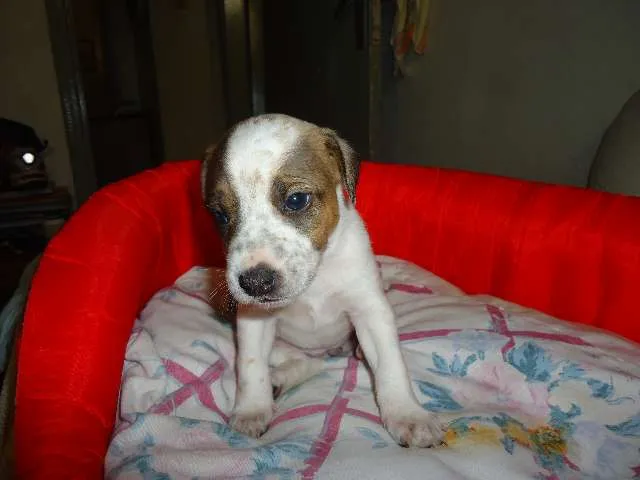Cachorro ra a vira-lata idade 2 a 6 meses nome sem nome.