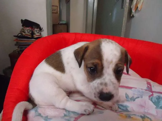 Cachorro ra a vira-lata idade 2 a 6 meses nome sem nome.