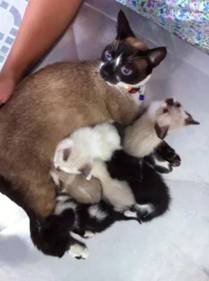 Gato raça Siamês idade Abaixo de 2 meses nome Marge