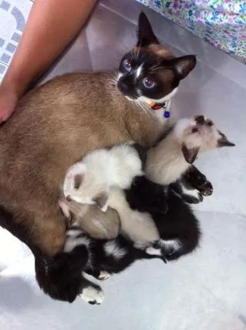 Gato ra a Siamês idade Abaixo de 2 meses nome Marge