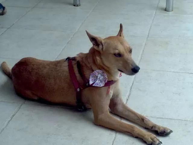 Cachorro raça VIRA LATA idade 2 anos nome MEL