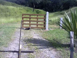 Cachorro raça NÃO DEFINIDA idade  nome Nina