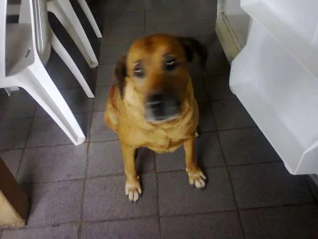 Cachorro ra a NÃO DEFINIDA idade  nome Nina