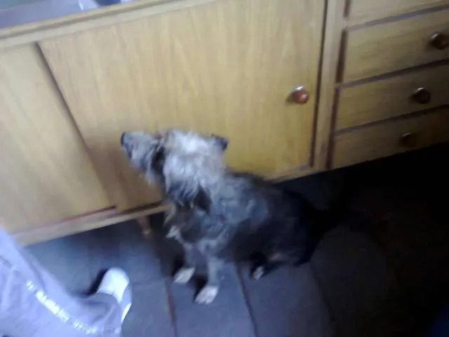 Cachorro ra a NÃO DEFINIDA idade  nome Nina