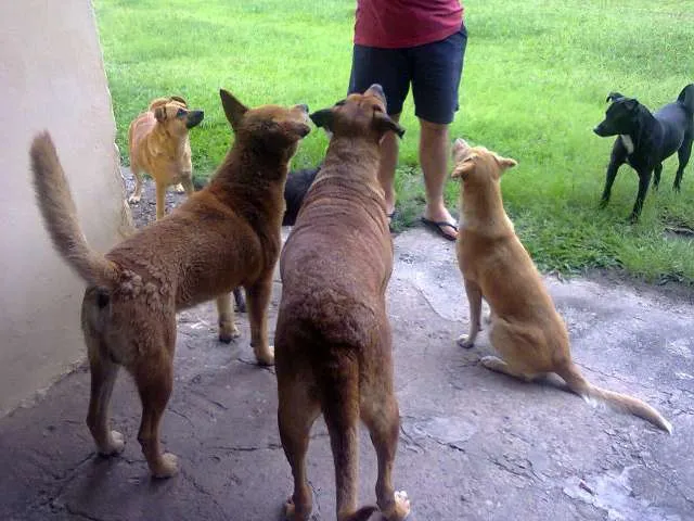 Cachorro ra a NÃO DEFINIDA idade  nome Nina