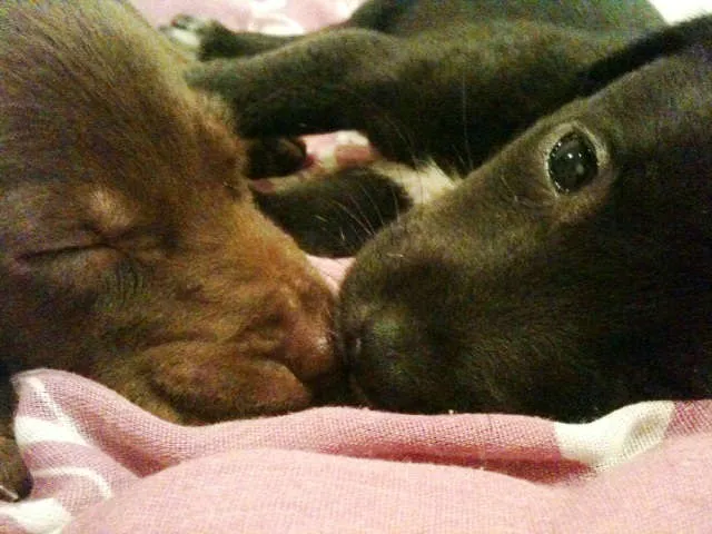 Cachorro ra a SRD idade Abaixo de 2 meses nome Carlota e Joaquina