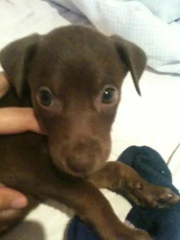 Cachorro ra a SRD idade Abaixo de 2 meses nome Carlota e Joaquina