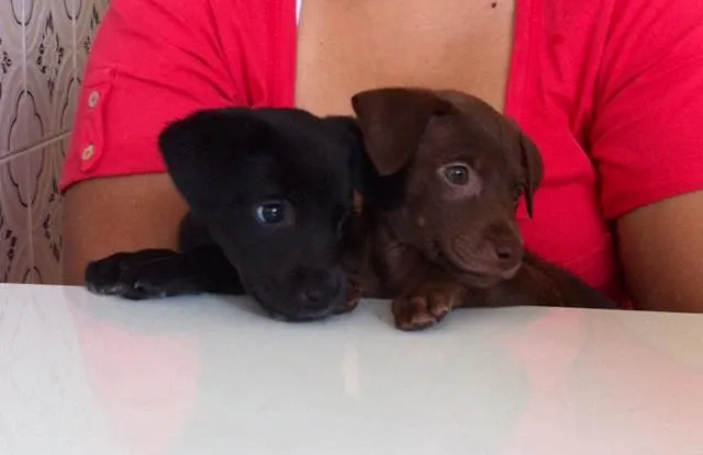 Cachorro ra a SRD idade Abaixo de 2 meses nome Carlota e Joaquina
