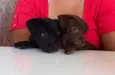 Carlota e Joaquina