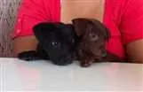 Cachorro raça SRD idade Abaixo de 2 meses nome Carlota e Joaquina
