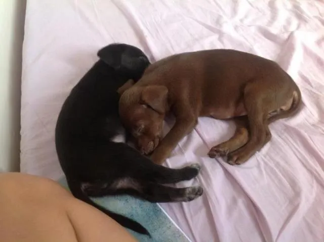 Cachorro ra a SRD idade Abaixo de 2 meses nome Carlota e Joaquina