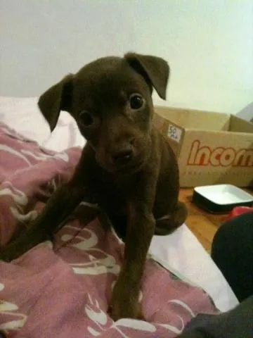 Cachorro ra a SRD idade Abaixo de 2 meses nome Carlota e Joaquina