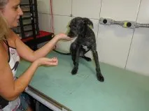 Cachorro ra a Poodle idade 7 a 11 meses nome Spike