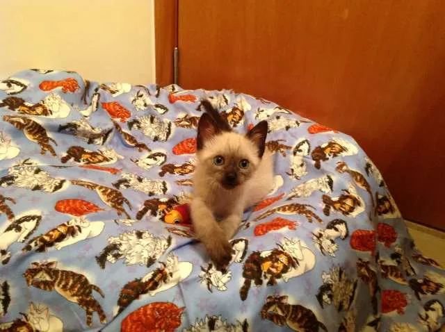 Gato ra a Siamês idade Abaixo de 2 meses nome Júnior