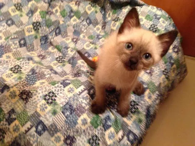 Gato ra a Siamês idade Abaixo de 2 meses nome Júnior
