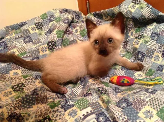 Gato ra a Siamês idade Abaixo de 2 meses nome Júnior