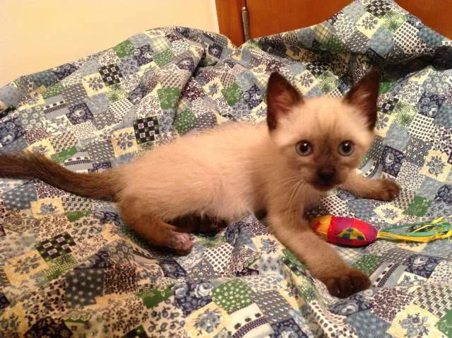 Gato ra a Siamês idade Abaixo de 2 meses nome Júnior
