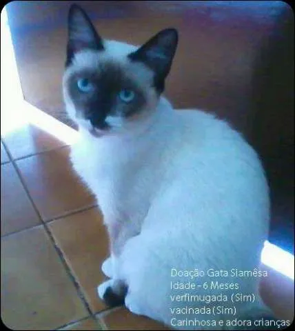 Gato ra a Siamês idade 7 a 11 meses nome Gina
