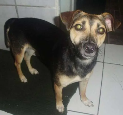 Cachorro ra a VIRA LATA idade 1 ano nome VITÓRIA