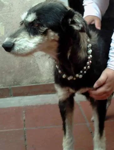 Cachorro ra a SRD idade 1 ano nome Enya