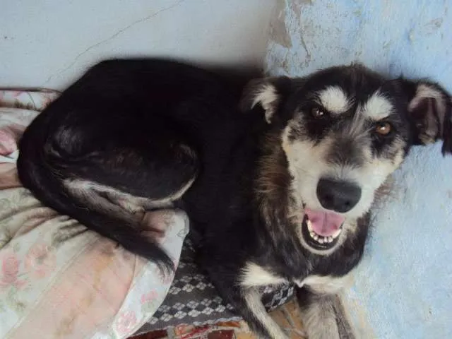 Cachorro ra a SRD idade 1 ano nome Enya