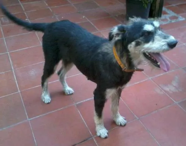 Cachorro ra a SRD idade 1 ano nome Enya