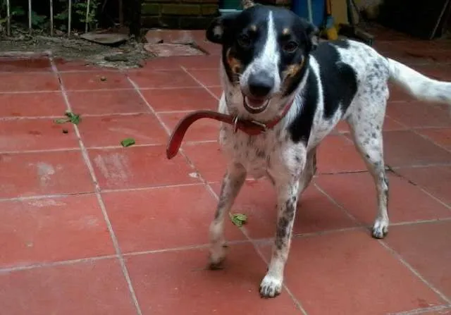 Cachorro ra a SRD idade 7 a 11 meses nome Branca