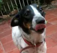 Branca