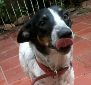 Cachorro raça SRD idade 7 a 11 meses nome Branca