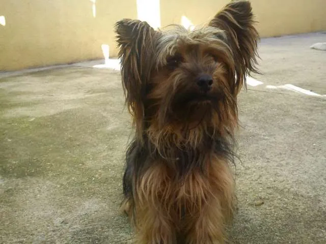 Cachorro raça Yorkshire idade 1 ano nome Mike GRATIFICA