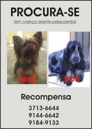 Cachorro raça Yorkshire idade 1 ano nome Mike GRATIFICA