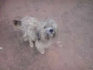 Cachorro raça nao definida idade 4 anos nome Amigo