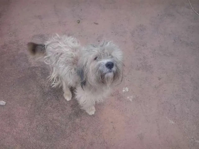 Cachorro ra a nao definida idade 4 anos nome Amigo
