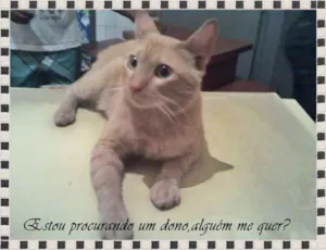 Gato raça SRD idade  nome sem nome.