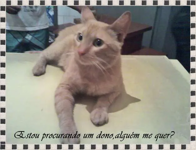 Gato ra a SRD idade nome sem nome.