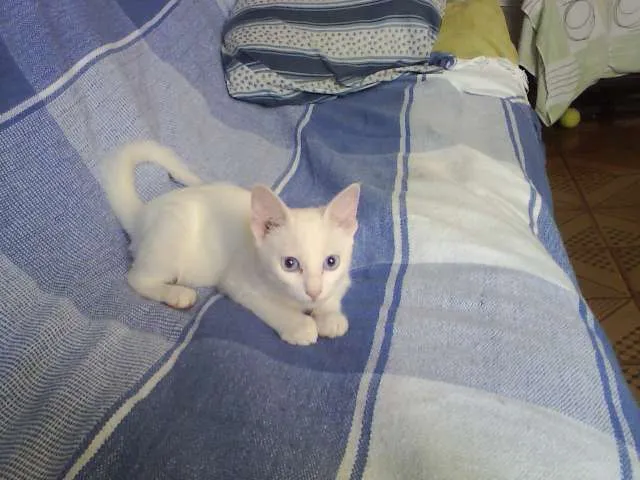 Gato ra a SRD idade 2 a 6 meses nome Mary