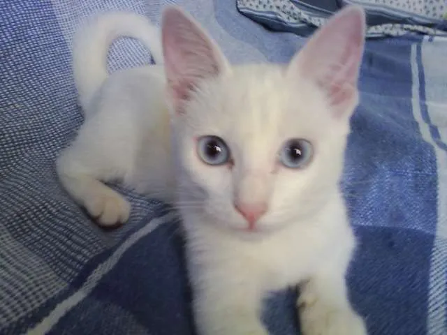 Gato ra a SRD idade 2 a 6 meses nome Mary