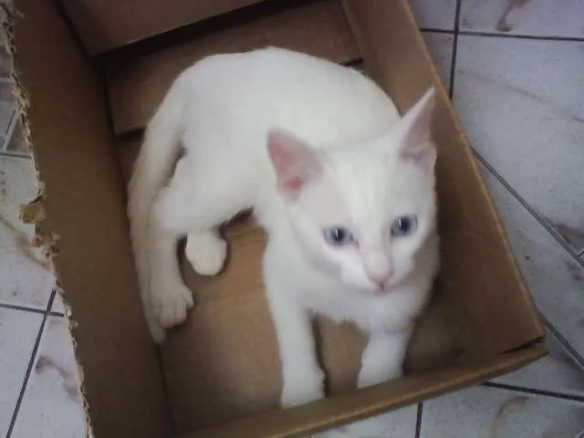 Gato ra a SRD idade 2 a 6 meses nome Mary