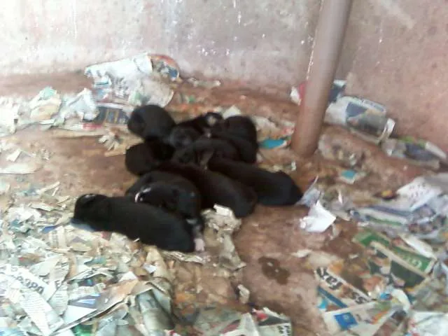 Cachorro ra a vira lata idade Abaixo de 2 meses nome pretinhos
